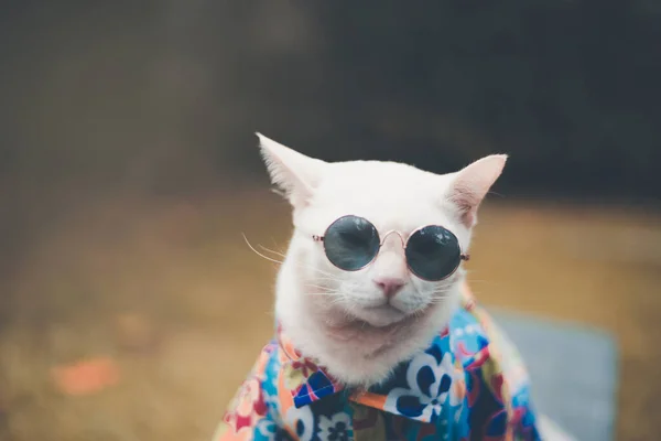 Портрет Хипстерской Белой Кошки Солнцезащитных Очках Рубашке Концепция Животной Моды — стоковое фото