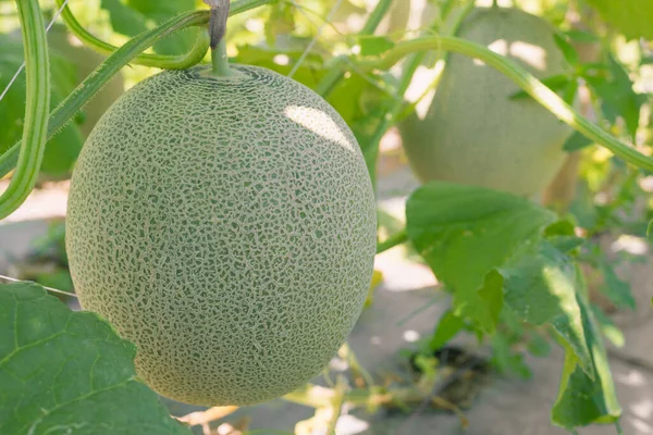 Fresh melons or green melons or cantaloupe melons plants growing in greenhouse