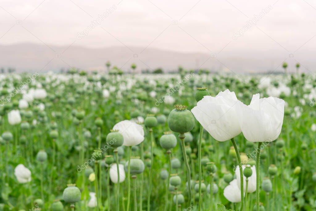 Opium poppy. Close up on Papaver somniferum, the opium poppy cultivation
