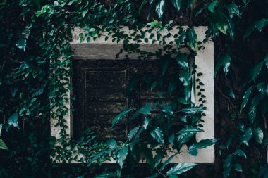 Yeşil duvarda tırmanma bitkisi arka planına sahip beyaz pencere