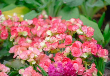 Begonya çiçeğinin dokusu bahçede çiçek açıyor, Begonya veremlisi.