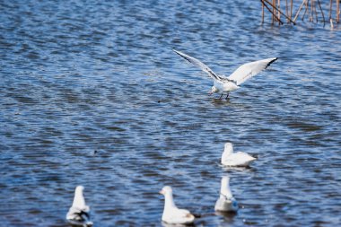 Japonya 'daki martılar açık hava parkında.