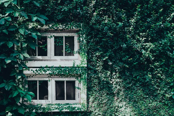 white window on green wall with climbing plant background