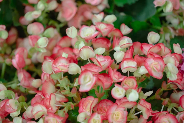 Begonia Fleurs Texture Pleine Floraison Dans Jardin Begonia Tuberhybrida — Photo