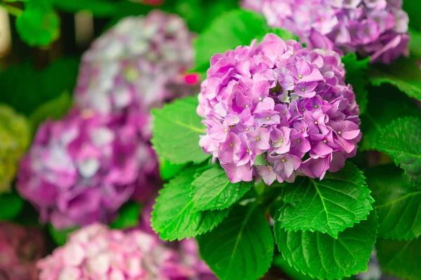 Flor Hortensia Hortensia Floreciendo Primavera Verano —  Fotos de Stock