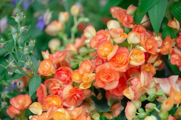 Begonia flowers texture full blooming in garden,Begonia tuberhybrida