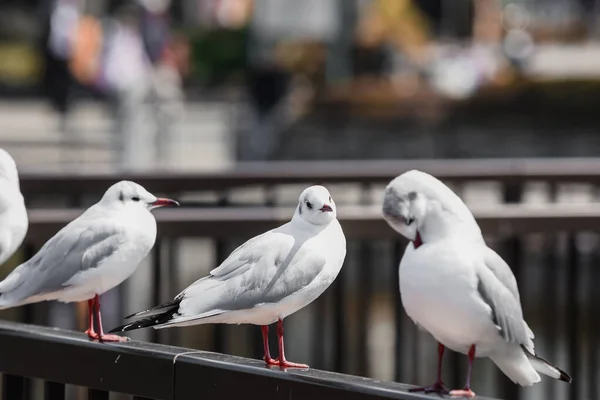 Gaviotas Japón Parque Aire Libre —  Fotos de Stock