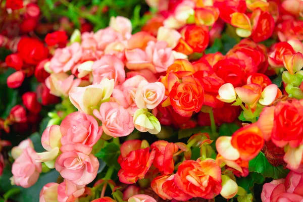 Begonien Blühen Garten Begonia Tuberhybrida — Stockfoto