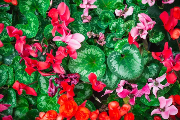 Begonia Blommor Struktur Full Blomning Trädgården Begonia Tuberhybrida — Stockfoto