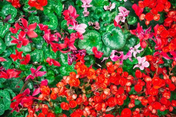 Begonia flowers texture full blooming in garden,Begonia tuberhybrida