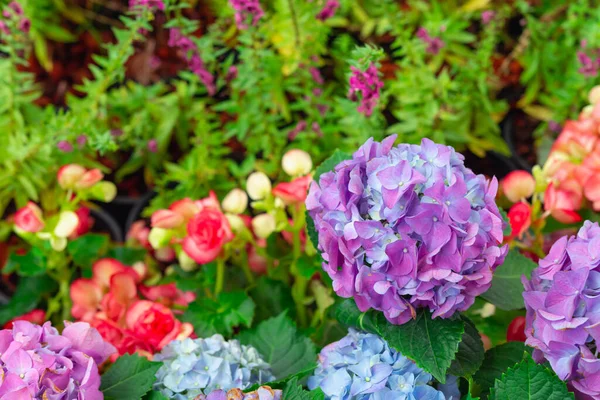 Hortensia Fleur Hortensia Floraison Printemps Été — Photo