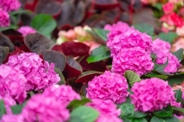 Ortanca ya da hortensiya çiçeği, bahar ve yaz aylarında çiçek açar..