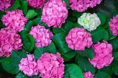 Ortanca ya da hortensiya çiçeği, bahar ve yaz aylarında çiçek açar..