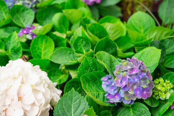 Flor Hortensia Hortensia Floreciendo Primavera Verano —  Fotos de Stock