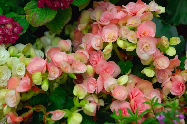 Begonia Flores Textura Plena Floración Jardín Begonia Tuberhybrida —  Fotos de Stock