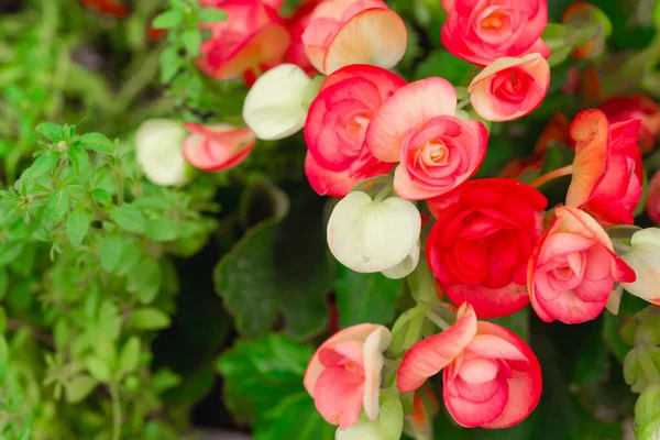 Begonia Blommor Struktur Full Blomning Trädgården Begonia Tuberhybrida — Stockfoto