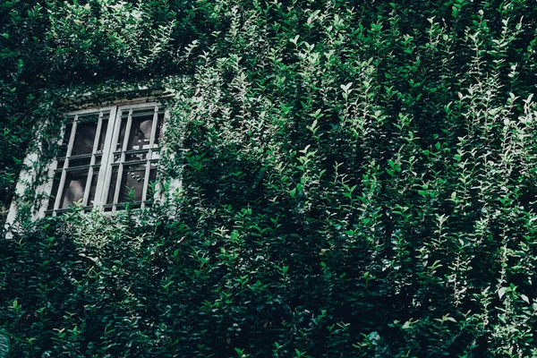 white window on green wall with climbing plant background