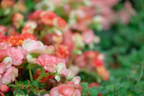 Begonia Blommor Struktur Full Blomning Trädgården Begonia Tuberhybrida — Stockfoto