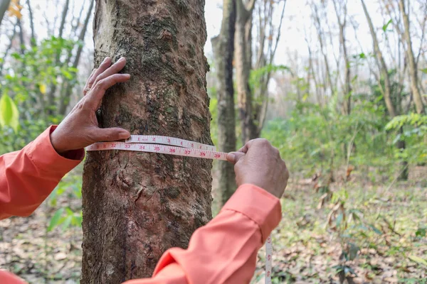 Lastik ağacı ölçmek için ellerinde şerit tutan eller.