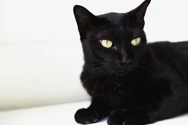 Fekete Macska Feküdt Földön — Stock Fotó