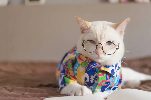 Πορτρέτο Του White Cat Φορώντας Γυαλιά Και Βιβλίο Ανάγνωσης Κατοικίδιο — Φωτογραφία Αρχείου