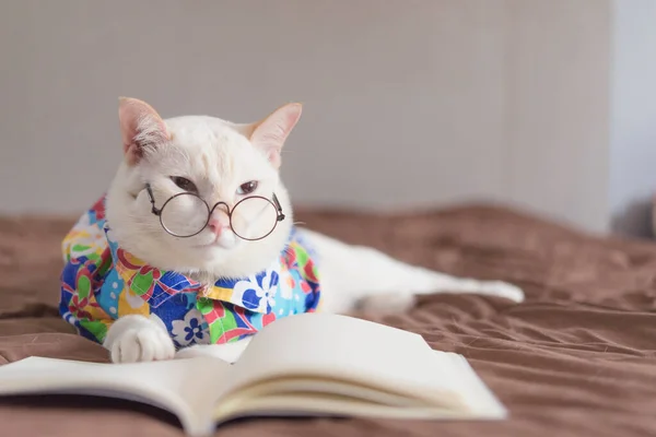 Gözlük takan ve kitap okuyan beyaz kedi portresi, evcil hayvan moda konsepti.