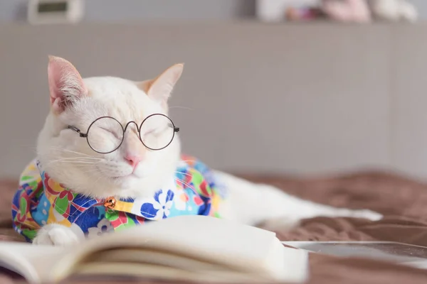 Retrato Gato Branco Usando Óculos Livro Leitura Conceito Moda Animal — Fotografia de Stock