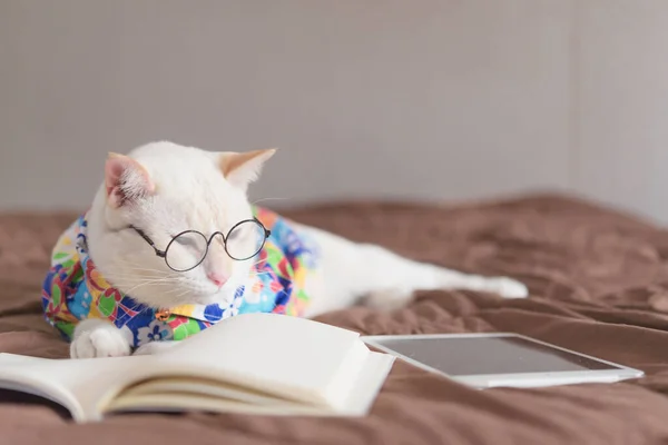 Портрет Білої Кішки Окулярах Книзі Читання Концепція Моди — стокове фото