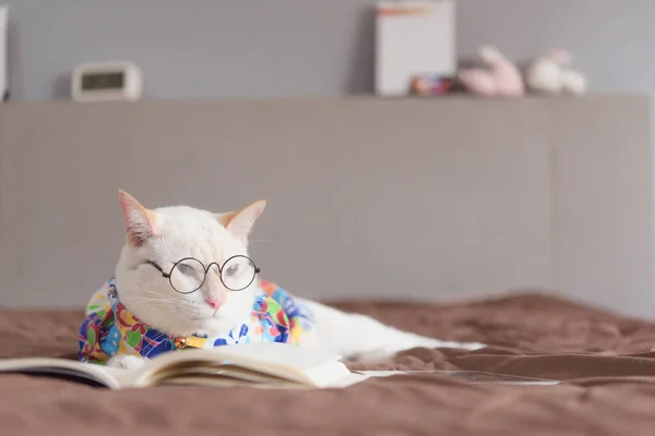 Retrato Gato Branco Usando Óculos Livro Leitura Conceito Moda Animal — Fotografia de Stock