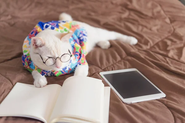 Retrato Gato Branco Usando Óculos Livro Leitura Conceito Moda Animal — Fotografia de Stock