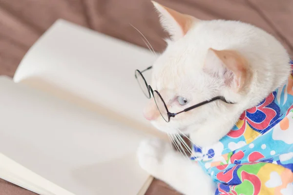 Gözlük Takan Kitap Okuyan Beyaz Kedi Portresi Evcil Hayvan Moda — Stok fotoğraf