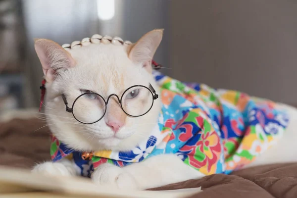 Πορτρέτο Του White Cat Φορώντας Γυαλιά Και Βιβλίο Ανάγνωσης Κατοικίδιο — Φωτογραφία Αρχείου