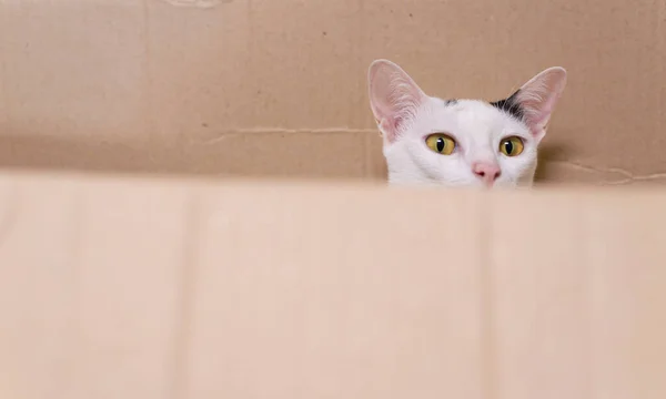 段ボール箱の中のタビー猫が興味津々 — ストック写真