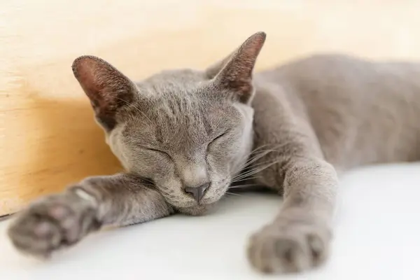 Ταϊλάνδη Ασημένια Μπλε Γάτα Χαλαρώστε Στο Πάτωμα — Φωτογραφία Αρχείου