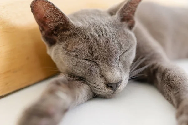 Ταϊλάνδη Ασημένια Μπλε Γάτα Χαλαρώστε Στο Πάτωμα — Φωτογραφία Αρχείου