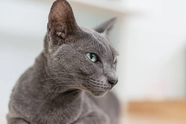 Tayland gümüş mavisi kedi yerde rahatla.