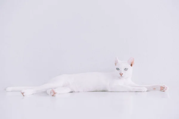 Portrait Pure White Cat Lying Floor Home Whit — Stock Photo, Image