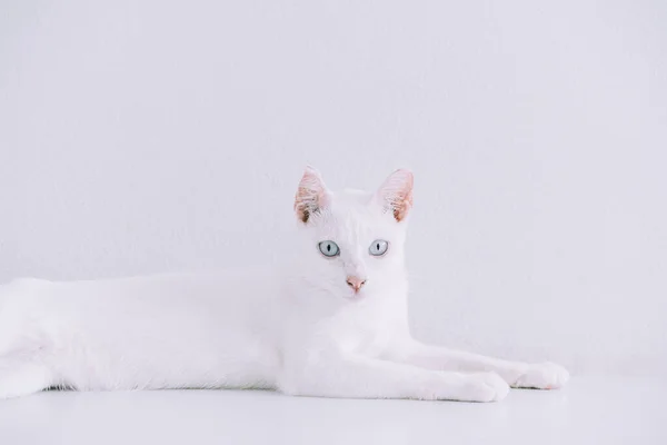 Retrato Pure White Cat Deitado Chão Casa Com Whit — Fotografia de Stock