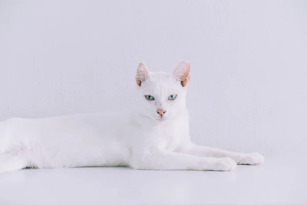 Portrait Pure White Cat Lying Floor Home Whit — Stock Photo, Image