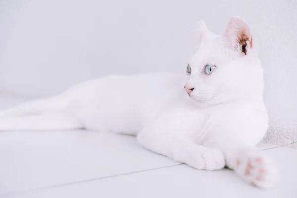 Retrato Pure White Cat Deitado Chão Casa Com Whit — Fotografia de Stock