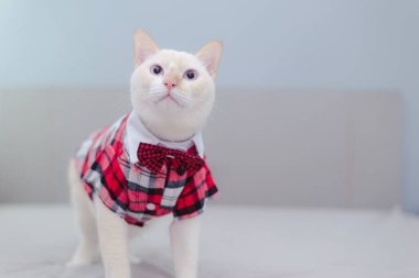 Beyaz Kedi 'nin gözlük takan portresi, evcil hayvan modası kavramı. Yatakta yatan beyaz kedi..