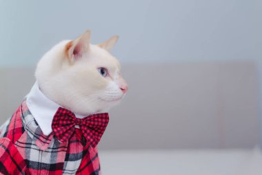 Beyaz Kedi 'nin gözlük takan portresi, evcil hayvan modası kavramı. Yatakta yatan beyaz kedi..