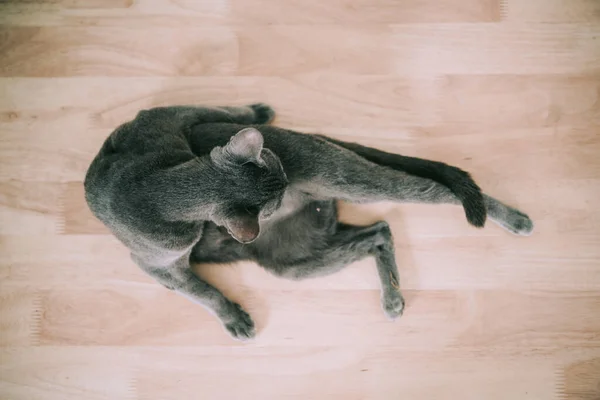 Thailand Silver Blue Cat Relax Floor — Stock Photo, Image