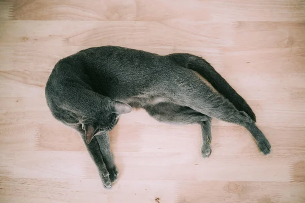 Thailand Silver Blue Cat Relax Floor — Stock Photo, Image