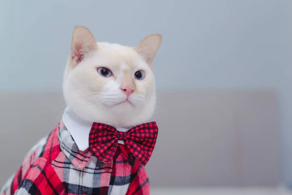 Portrait White Cat Wearing Glasses Pet Fashion Concept White Cat — Stock Photo, Image