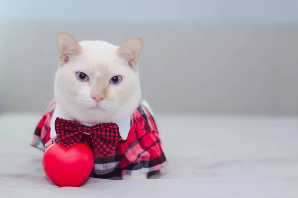Retrato Gato Branco Usando Óculos Pet Fashion Concept White Gato — Fotografia de Stock