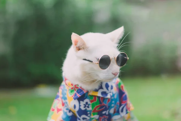 Retrato Hipster White Cat Usando Gafas Sol Camisa Concepto Moda — Foto de Stock