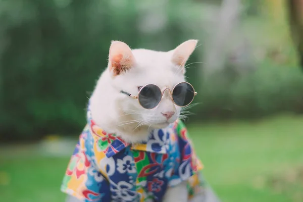 Portrait Hipster White Cat Wearing Sunglasses Shirt Animal Fashion Concept — Stock Photo, Image