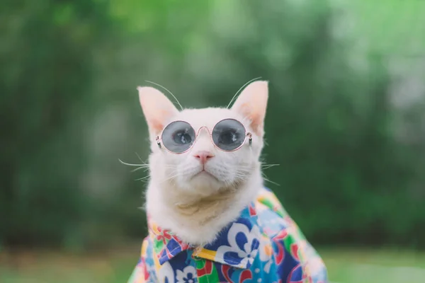 希波斯特白猫头戴太阳镜 身穿衬衫的肖像 动物时尚概念 — 图库照片