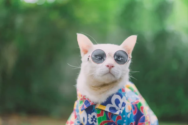 Portrait Hipster White Cat Wearing Sunglasses Shirt Animal Fashion Concept — Stock Photo, Image